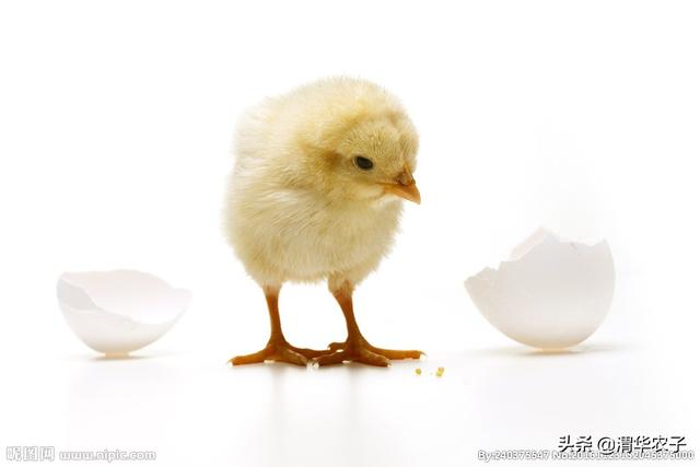 背着蛋壳的小鸡 故事绘本（大班语言《背着蛋壳的小鸡》）