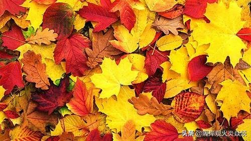 关于秋天的优美句子（关于秋天的优美句子短句）