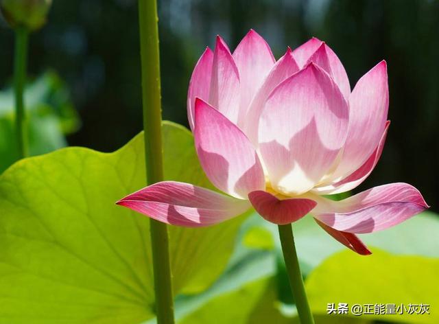 关于夏天的古诗（两句关于夏天的古诗）