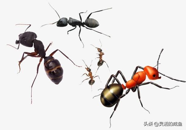 动物童话故事作文300（动物童话300字作文）