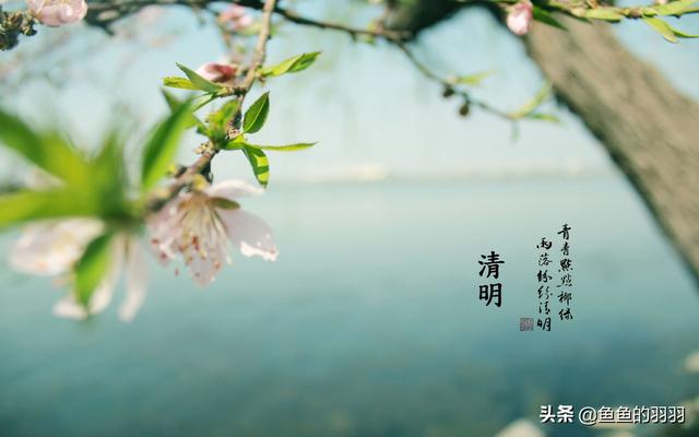 清明节手抄报内容50字（清明节手抄报内容50字左右图片）